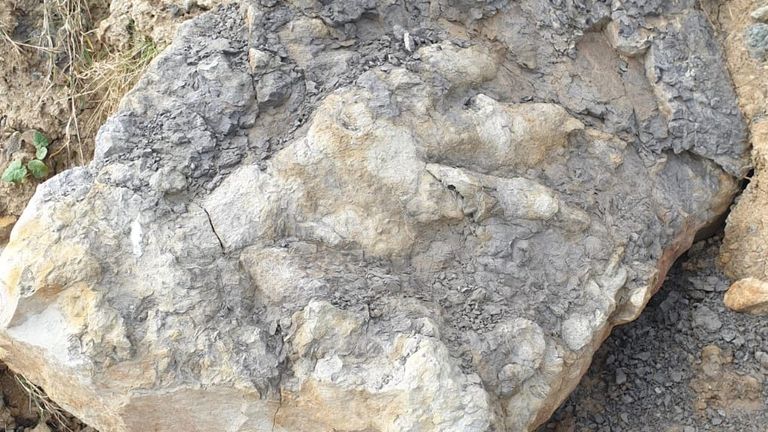 Manchester University study finds that an almost metre-long footprint made by a giant, meat-eating theropod dinosaur from the Jurassic Period represents the largest of its kind ever found in Yorkshire. Pic: Marie Woods