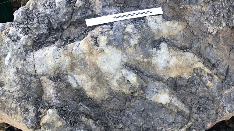 Manchester University study finds that an almost metre-long footprint made by a giant, meat-eating theropod dinosaur from the Jurassic Period represents the largest of its kind ever found in Yorkshire. Pic: Marie Woods