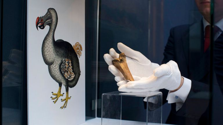 A fragment of a rare dodo femur is seen next to an image of an extinct bird at Christie's auction house in London, Wednesday, March 27, 2013. The bone fragment is estimated to sell for £10,000-£15,000 ($15,105). Christie's believes it is the first dodo bone to come up for auction since 1934 in its upcoming Travel, Science and Natural History sale on April 24 (US Associated Press Photo/Matt Dunham)