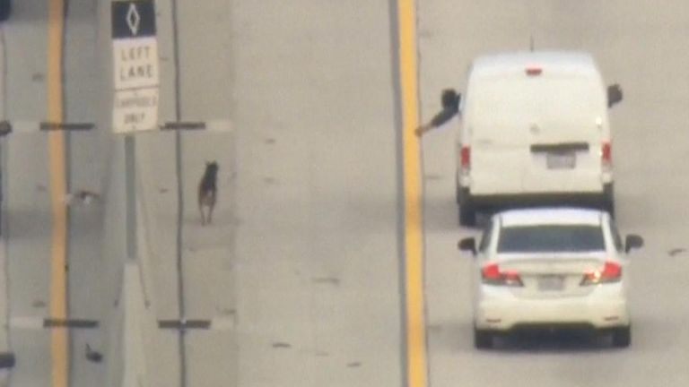 Dog is seen running along a US freeway