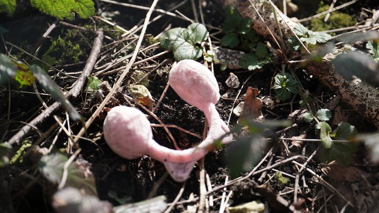 A pair of pink child&#39;s earmuffs are found in Roedale Valley Allotments, Brighton, where an urgent search operation is underway to find the missing baby of Constance Marten, who has not had any medical attention since birth in early January