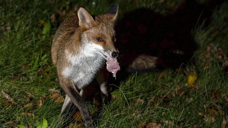 Foxes have been fighting over garden leftovers. Pic: PA