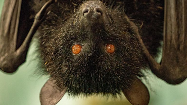 Fruit bat at Bristol Zoo 