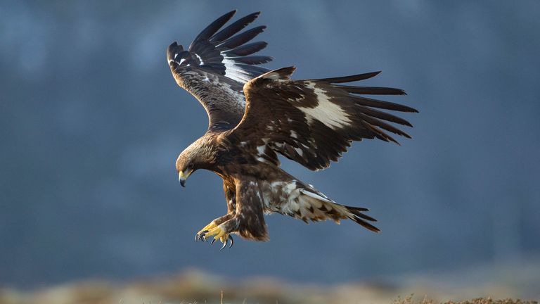 Undated handout photo issued by Trees For Life of a golden eagle. A rare mountaintop forest is to be created near Loch Ness to reverse the loss of high-altitude woodlands across Scotland.
