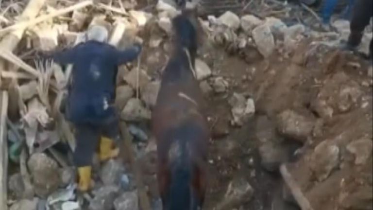 Horse rescued in Turkey