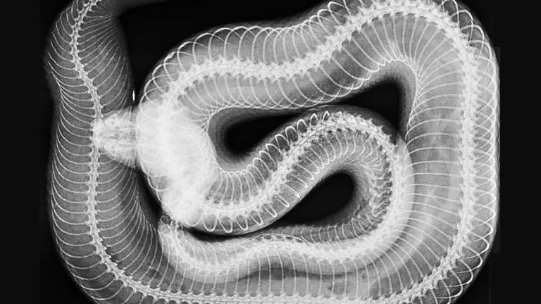 Undated handout photo issued by the Zoological Society of London of an x ray Undated handout photo issued by the Zoological Society of London of an x-ray of a Western diamondback rattlesnake taken by London Zoo&#39;s veterinary team while caring for the conservation zoo&#39;s 14,000 animals and 400 species. The zoo has released the series of x-rays of exotic creatures to showcase their work over the past decade. Issue date: Wednesday February 8, 2023