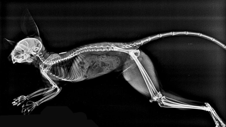 Undated handout photo issued by the Zoological Society of London of an x ray Undated handout photo issued by the Zoological Society of London of an x-ray of a Moholi bushbaby taken by London Zoo&#39;s veterinary team while caring for the conservation zoo&#39;s 14,000 animals and 400 species. The zoo has released the series of x-rays of exotic creatures to showcase their work over the past decade. Issue date: Wednesday February 8, 2023.