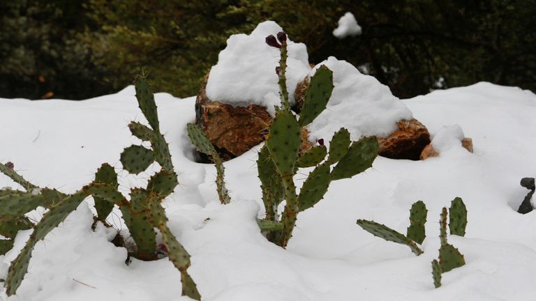 شوهدت صبار الإجاص الشائك مغطى بالثلوج في جبال سيرا دي ترامونتانا في مايوركا ، إسبانيا ، 28 فبراير 2023. أطلقت العاصفة جولييت إنذارًا بالطقس البارد في 30 مقاطعة بإسبانيا ، تاركة درجات حرارة قريبة من الصفر في جزيرة البليار الإسبانية. مايوركا.  تصوير: إنريكي كالفو - رويترز
