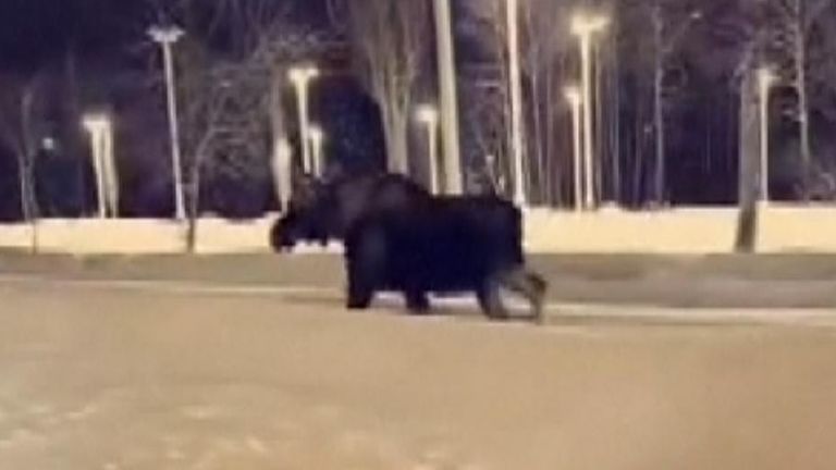 Moose runs along path in Achorage after kicking a woman to the ground