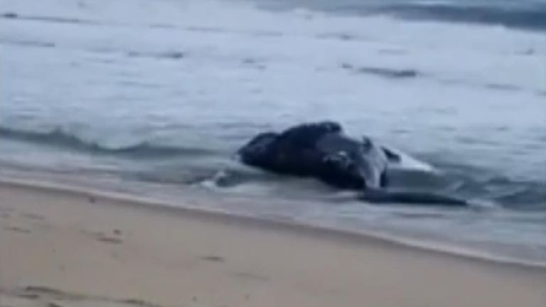A humpback whale was found dead on the New Jersey shore