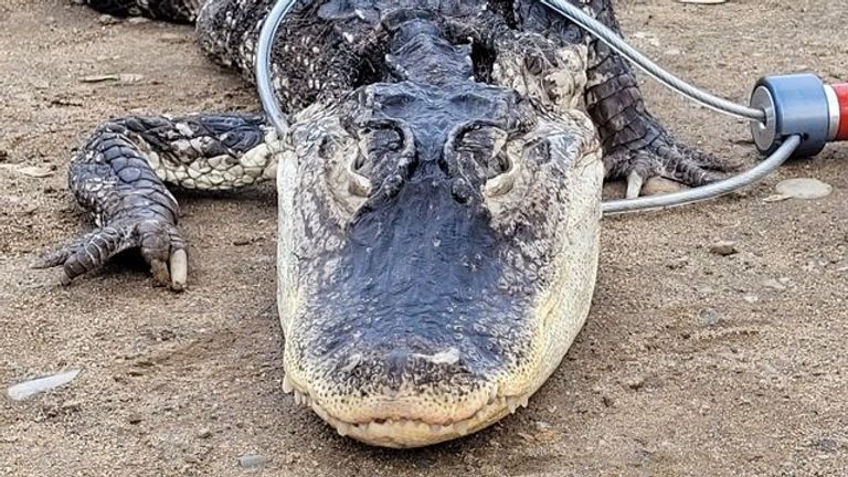 A lethargic four-foot-long alligator was pulled from Prospect Park Lake in Brooklyn, New York, early Sunday, February 19, local officials said
Pic:NYC Parks 