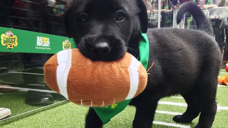 A puppy holds onto a plush football at the "Puppy Bowl" in Phoenix, Arizona, January 29, 2015. Thursday&#39;s "players" in downtown Phoenix were all puppies - part of a drive by the Animal Planet television channel and the Arizona Humane Society to encourage adoptions ahead of the televised "Puppy Bowl" that will air on game day. REUTERS/Daniel Wallis (UNITED STATES - Tags: ANIMALS SPORT FOOTBALL)