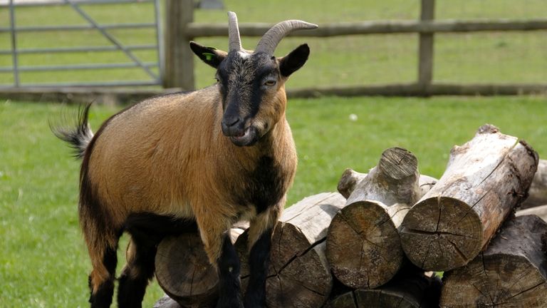 Zoo director accused of killing four pygmy goats and serving them up at a Christmas party