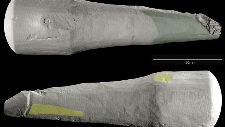 Main smooth area on the phallus (shown in green), and key areas of toolmarks 
(shown in yellow). Pic: Rob Sands