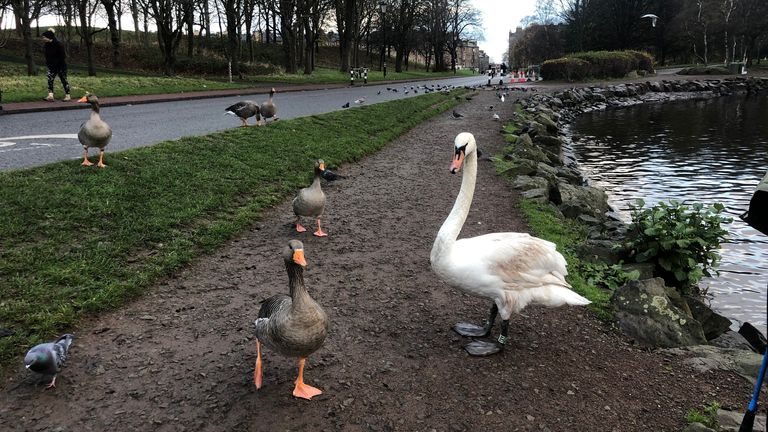 Pink feather disease at St Margaret&#39;s Loch in Holyrood Park, Edinburgh. Picture given to Jenness Mitchell from Hilary Thacker / Lothians and Fife swan and goose study group