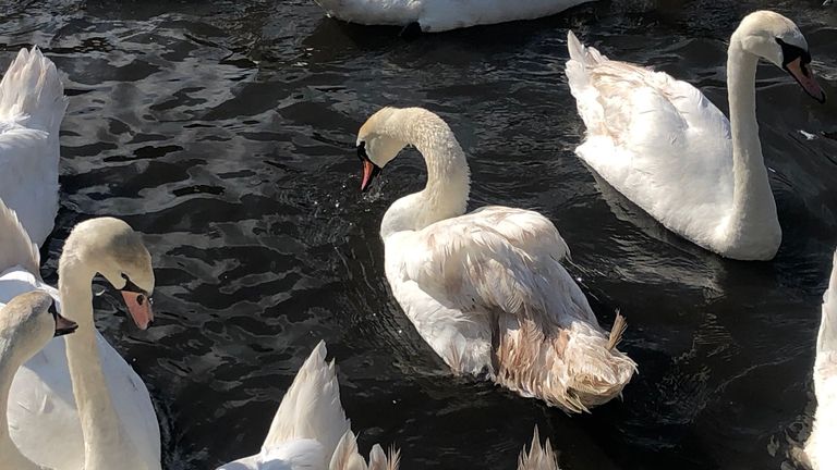 Pink feather syndrome on swans at St Margaret&#39;s Loch, Holyrood Park, Edinburgh Picture given to Jenness Mitchell from Hilary Thacker / Lothians and Fife swan and goose study group