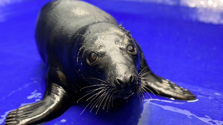 One in 400 seals are thought to be affected by the genetic mutation known as melanism 