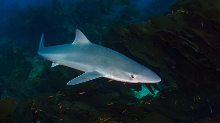 Once one the largest fisheries in California, the Soupfin shark (Galeorhinus galeus) is now only rarely seen at the most remote islands of the Channel Islands National Park. It is also known as the tope shark or school shark.