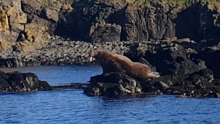 The walrus was spotted by fisherman Lorn MacRae on rocks in the Inner Hebrides in Scotland
