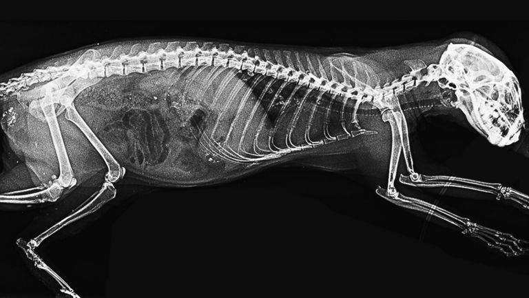 Undated handout photo issued by the Zoological Society of London of an x ray Undated handout photo issued by the Zoological Society of London of an x-ray of a meerkat taken by London Zoo&#39;s veterinary team while caring for the conservation zoo&#39;s 14,000 animals and 400 species. The zoo has released the series of x-rays of exotic creatures to showcase their work over the past decade. Issue date: Wednesday February 8, 2023.
