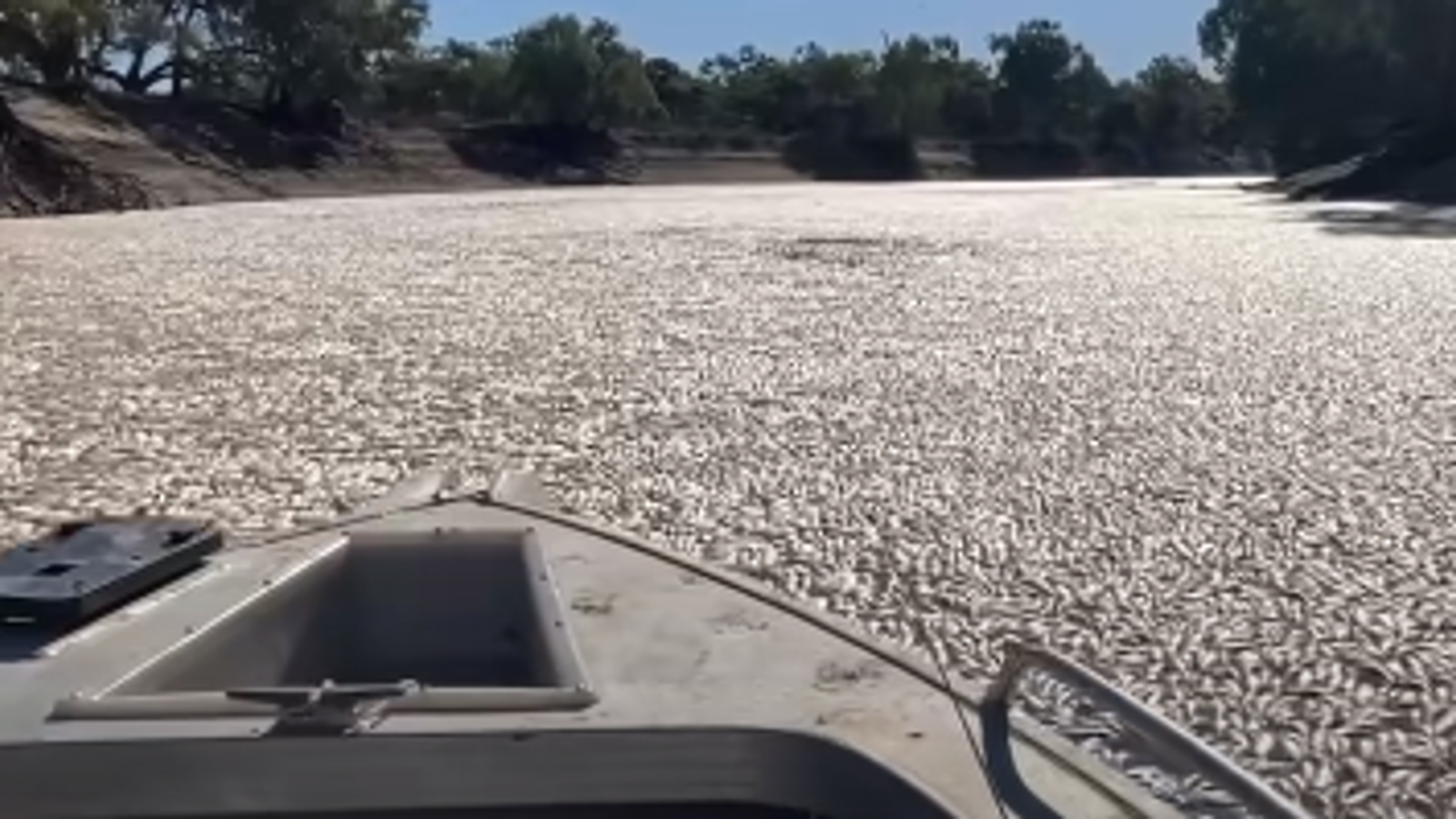 Australia mass fish deaths: Slick of bodies blanket surface of major river causing a putrid stench