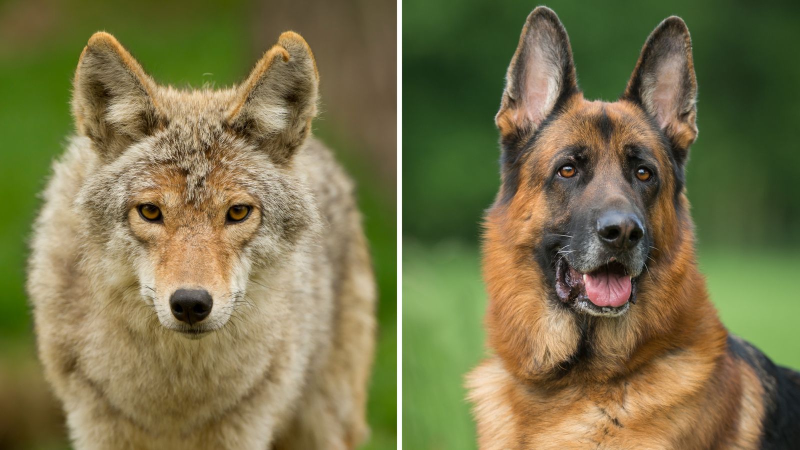 Hunter shoots and skins 'coyotes' only to discover they were a family's treasured German shepherds