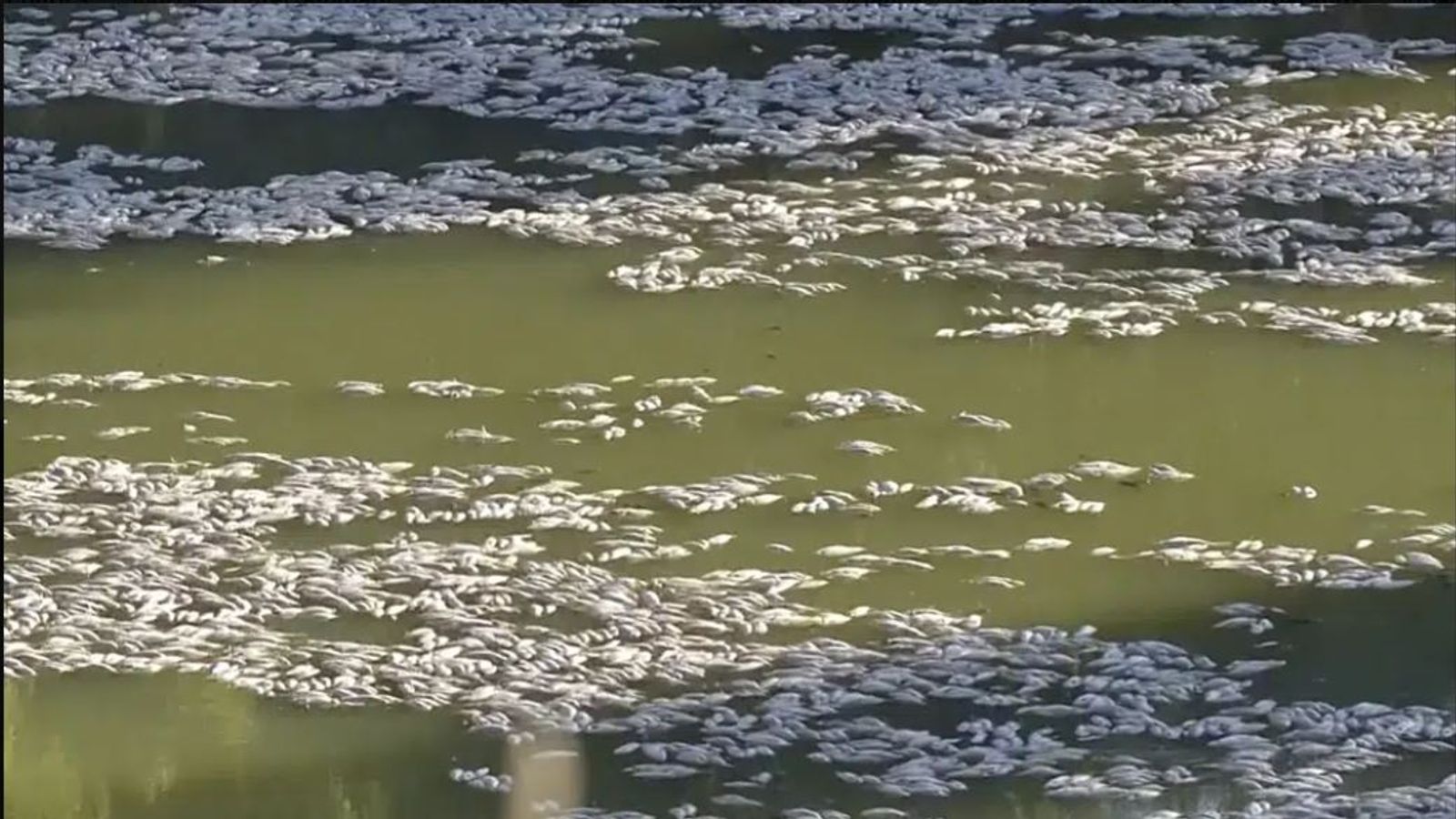 Australian police say removing millions of dead fish from Darling River near Menindee will be 'logistical nightmare'