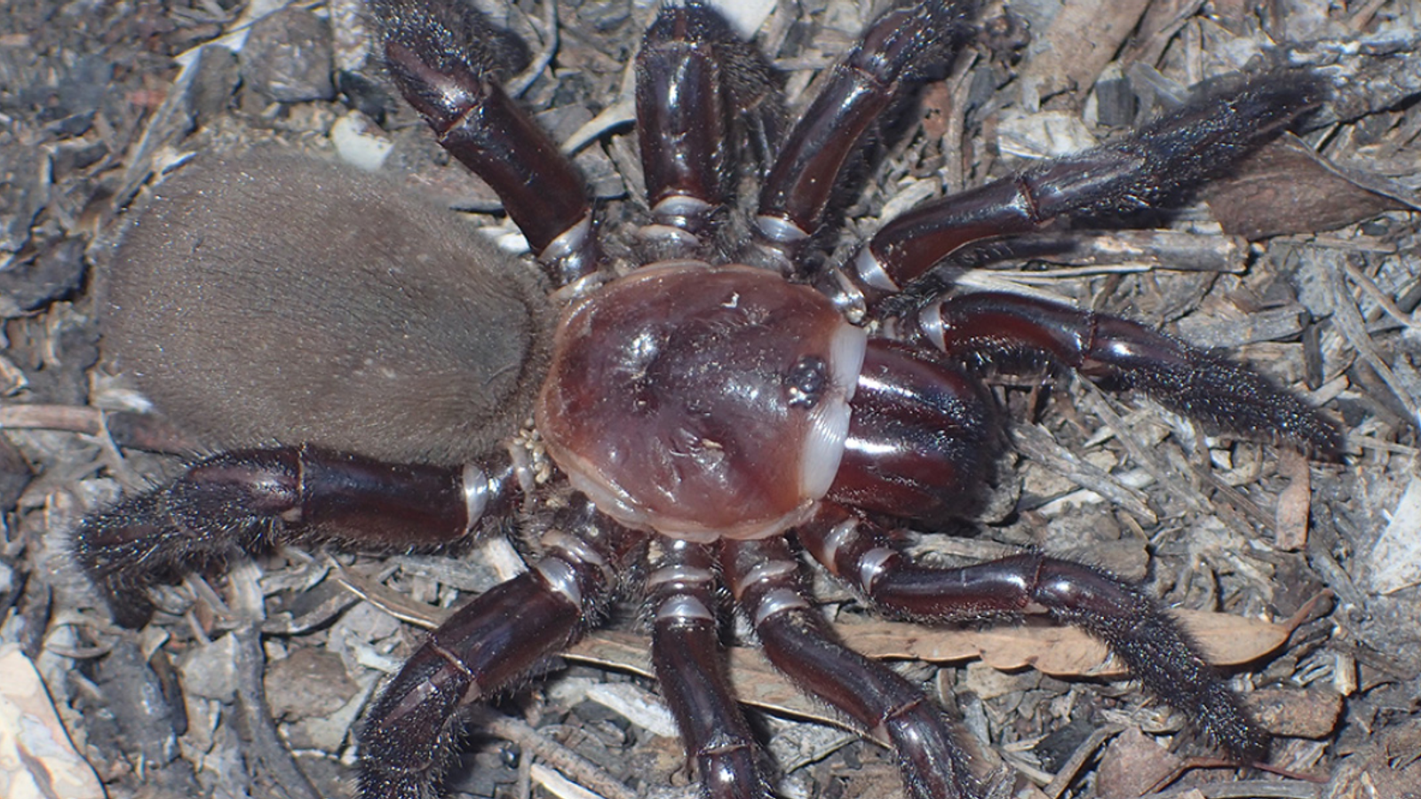 Femela din noua specie de păianjen. Foto: Queensland Museum