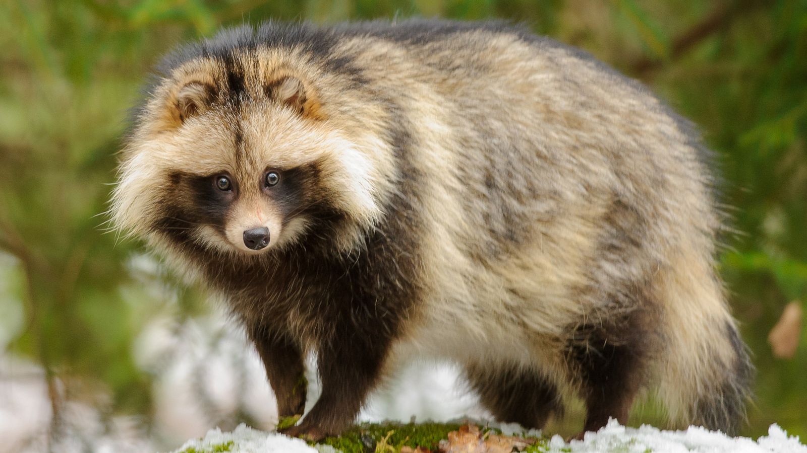 Raccoon dogs at Wuhan market linked to COVID origins in new study