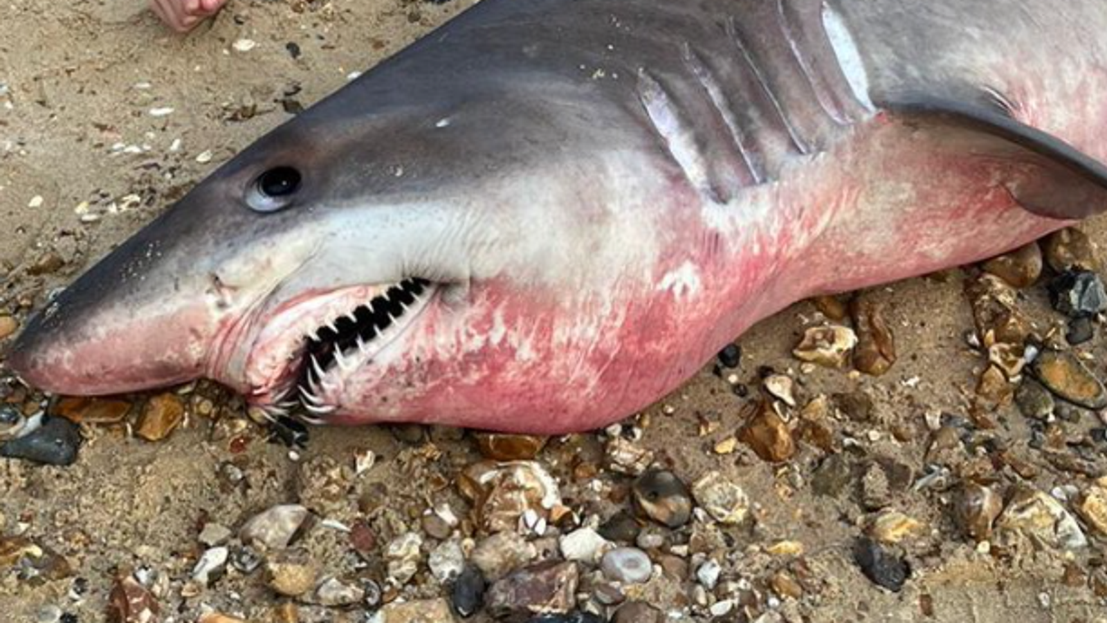 Dan Snow joins hunt for rare head of 'butchered' shark washed up in Hampshire which could 'unlock' scientific discoveries