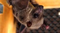 The virus is spread to humans from fruit bats. Pic: AP