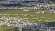 Thousands of dead fish float on the surface of the water. Pic: ABC/AP