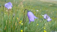 The native harebell has declined due to the destruction of species-rich grasslands. Pic: Kevin Walker / Botanical Society of Britain and Ireland