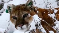 A mountain lion makes its way through fresh snow in the foothills outside of Golden, Colorado April 3, 2014. Over 8 inches (20.32 cm) of snow fell in the area overnight. REUTERS/Rick Wilking (UNITED STATES - Tags: ANIMALS SOCIETY)