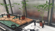  Three tomato plants whose sounds werebeing recorded in a greenhouse. Pic: Ohad Lewin-Epstein