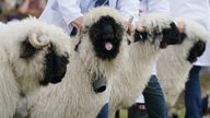Valley Blacknose sheep in the judging ring at the Royal Highland Show in Ingliston. Picture date: Friday June 24, 2022.