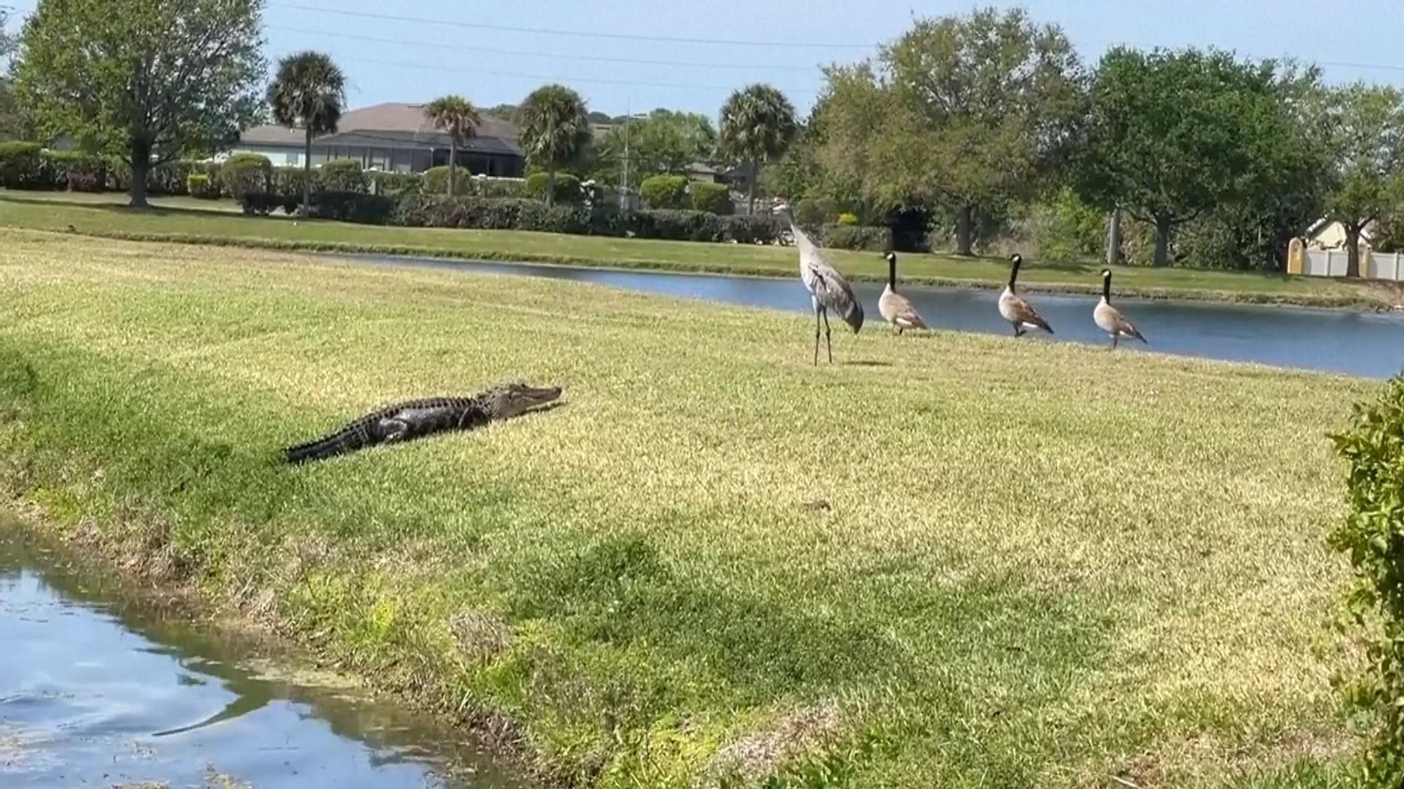 Alligator v crane: Who wins?