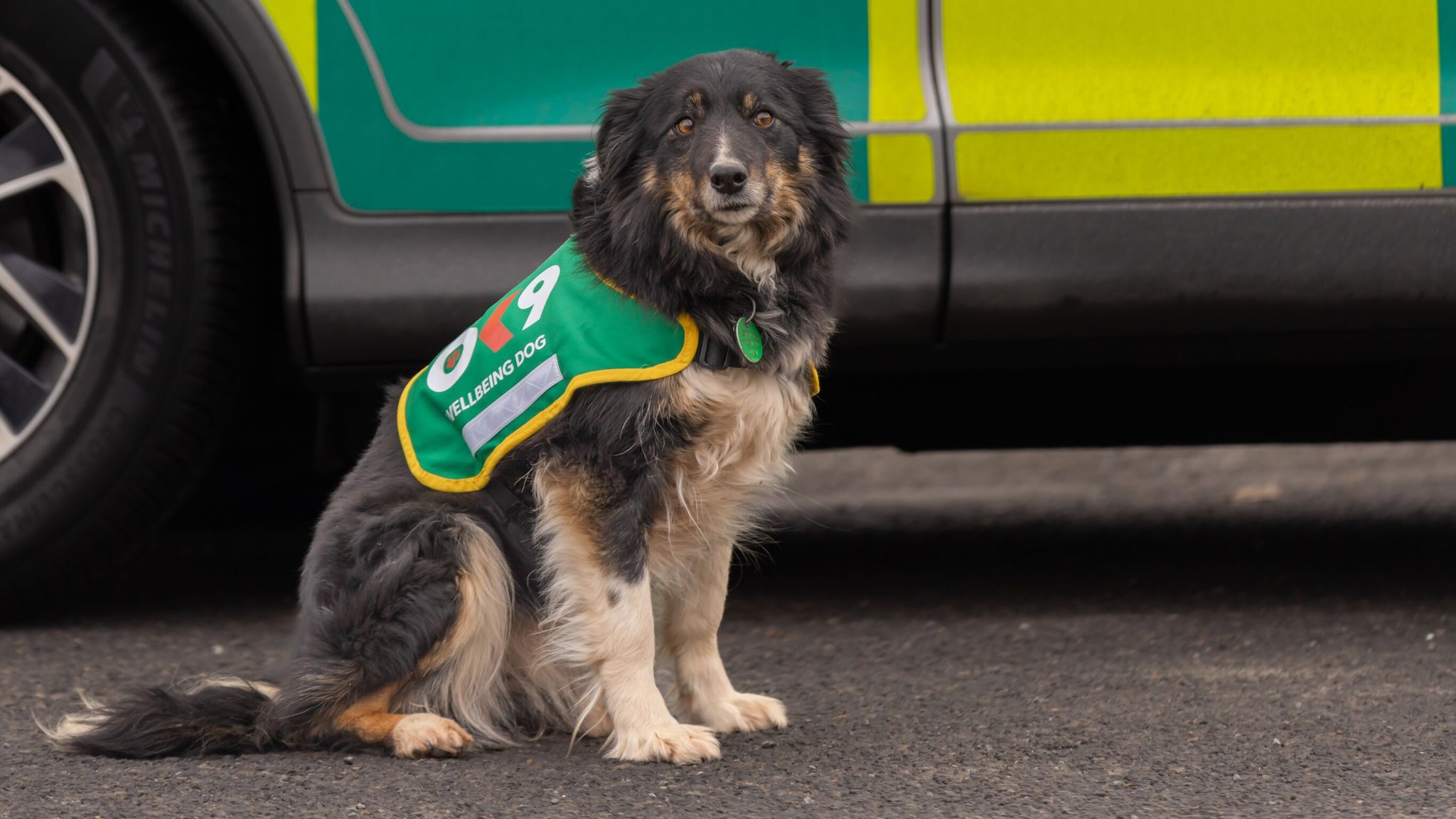Wellbeing and trauma therapy dog joins Welsh Ambulance Service in UK first  | UK News | Sky News