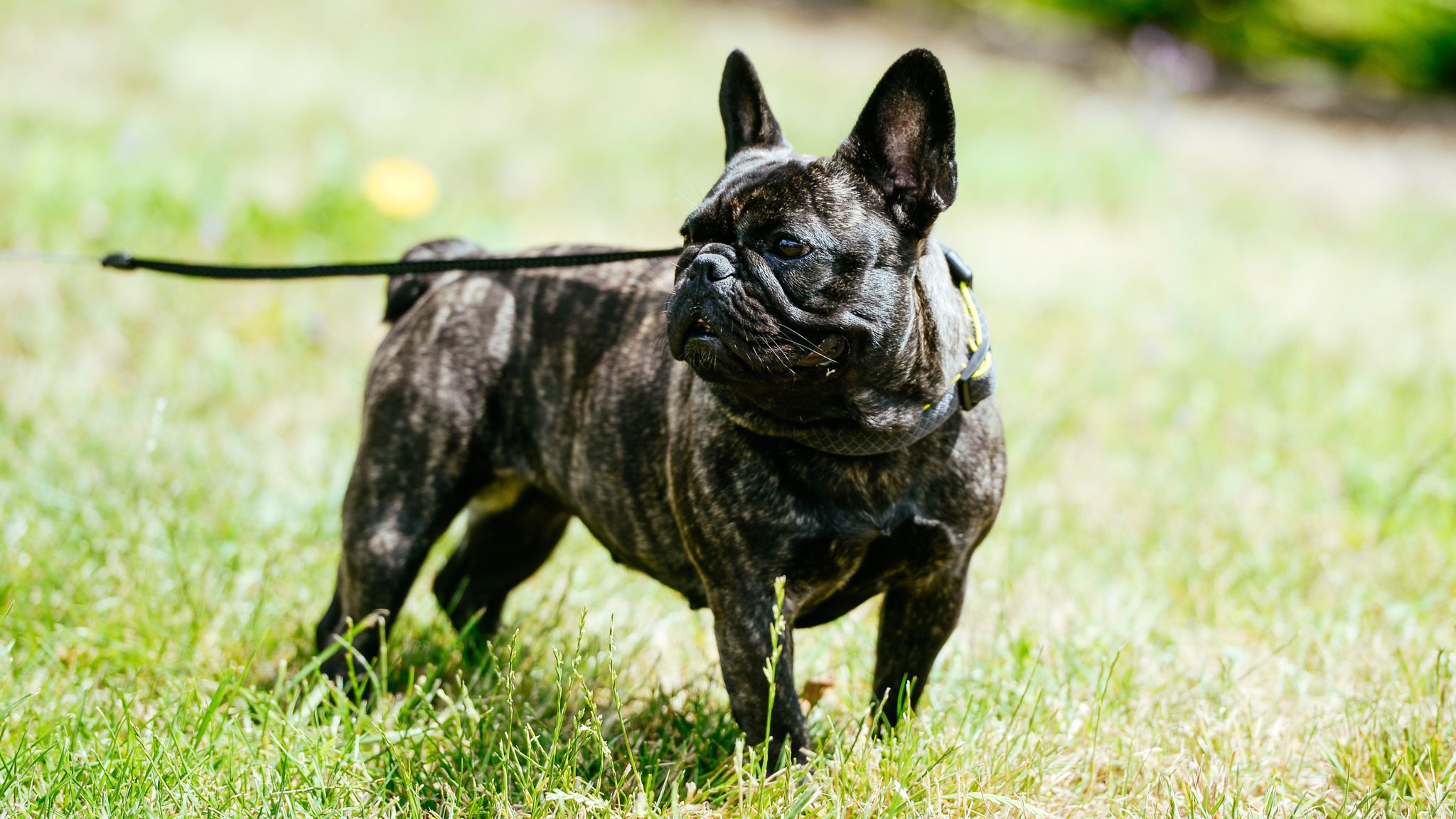 labrador-retriever-loses-crown-after-31-years-on-top-as-america-s-most