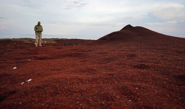 Huge seaweed bloom that can be seen from space threatening beaches in Gulf of Mexico and Caribbean - Vimarsana News