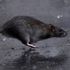 Millions of rats in New York 'could carry COVID'