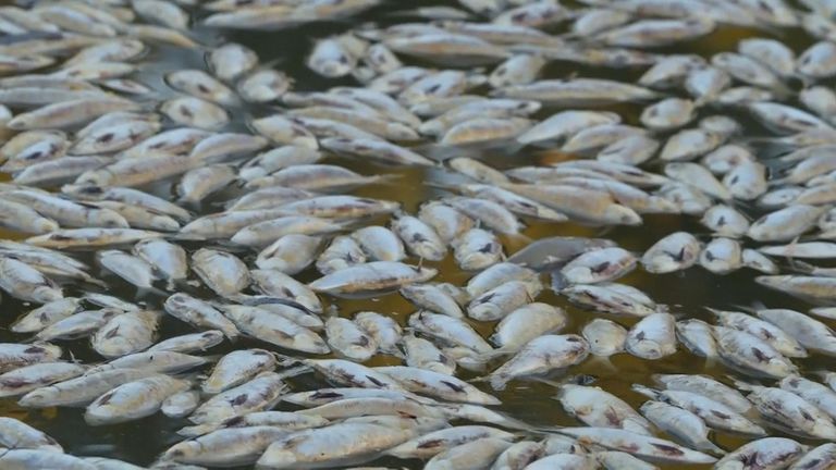 Dead fish wash up in river in Australia