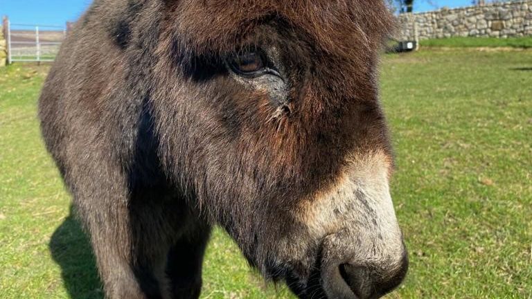 Jenny the donkey, pictured in her mysterious place several weeks ago, retired.  Photo courtesy of Rita Moloney