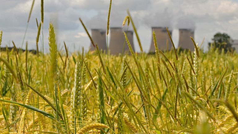 The chimneys of Drax Power Station are pictured through a field of wheat near Selby in northern England,June 19, 2008. Picture taken June 19, 2008. REUTERS/Nigel Roddis (BRITAIN)
