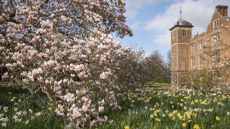 EMBARGOED TO 0001 MONDAY MARCH 20 Undated handout photo issued by the National Trust of daffodils and grape hyacinths growing under a cherry tree in the garden of Blickling Estate, Norfolk. The National Trust said cold weather, wind, and snow have delayed spring blossoms across the UK. Recent cold snaps, alongside the driest February in thirty years have made an impact on flowering trees and hedgerows, leaving many blooms "on pause." Issue date: Monday March 20, 2023.