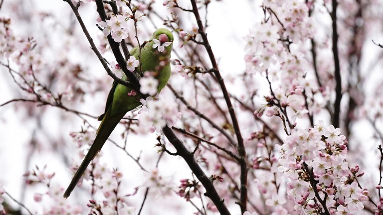 A bird sits in a blossom tree in Battersea Park, London. Picture date: Sunday March 19, 2023.