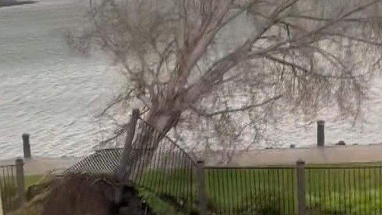 Tree is uprooted by high winds in California