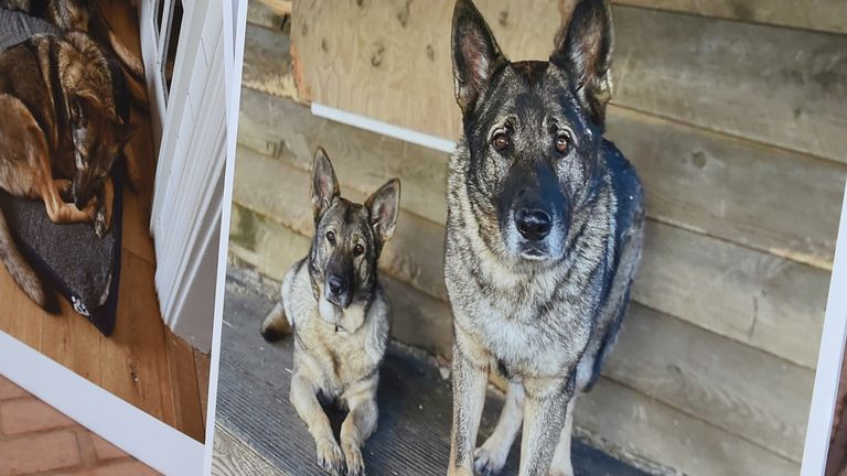 Image of family dogs Caviola Cimo, right, and Lieben.  Photo: AP