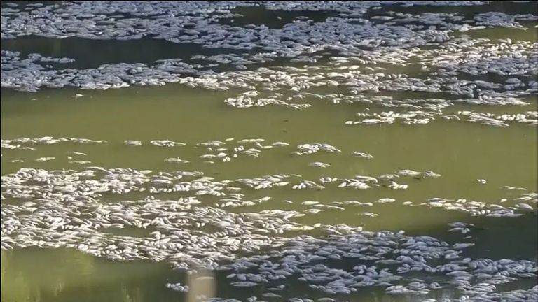 Thousands of dead fish float on the surface of the water. Pic: ABC/AP