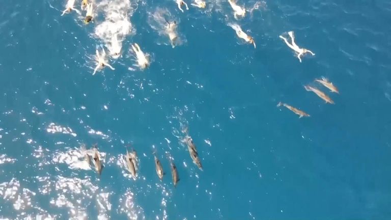 Hawaii: More than 30 swimmers accused of harassing wild dolphins